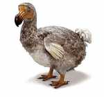 dodo.ile.maurice.jpg