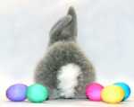 medium_medium_poserlapin.jpg